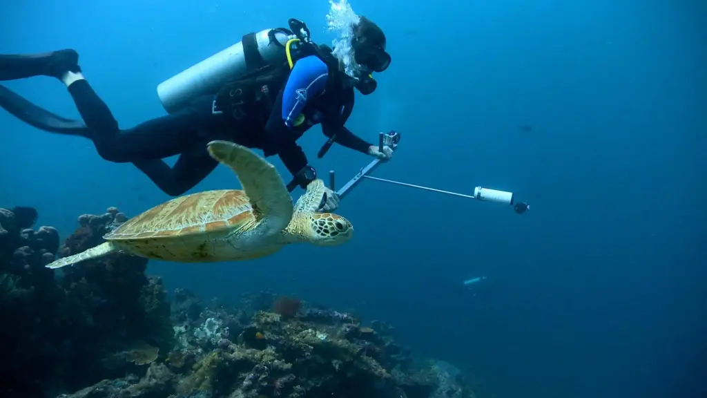 The Secret Ocean Wonder — Inside the Coral Triangle, Home to 75% of All Marine Species 3 Coral Triangle