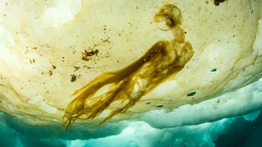 Scientists Stunned by Discovery of ‘Impossible’ Life Beneath Arctic Ice—This Changes Everything We Knew About Biology 3 Life Beneath Arctic Ice