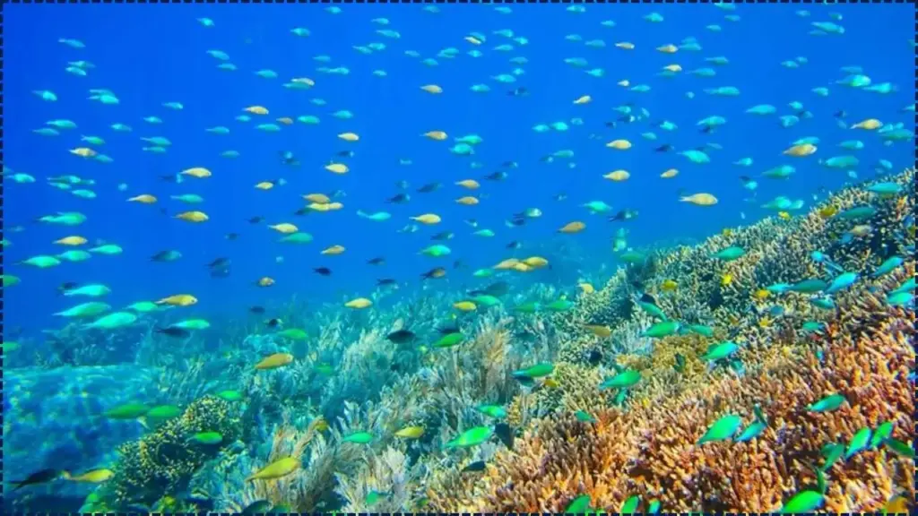 The Secret Ocean Wonder — Inside the Coral Triangle, Home to 75% of All Marine Species 1 The Secret Ocean Wonder