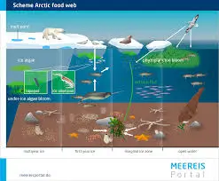Scientists Stunned by Discovery of ‘Impossible’ Life Beneath Arctic Ice—This Changes Everything We Knew About Biology 2 ‘Impossible-Life-Beneath-Arctic-Ice